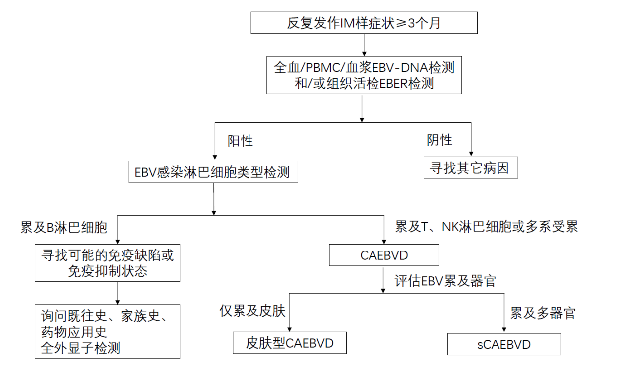 慢性活动性EB病毒病参考图片.png